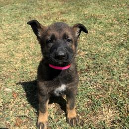 Pink Collar Female - Sable female German Shepherd puppy in Milan, Illinois from Stonewick German Shepherds