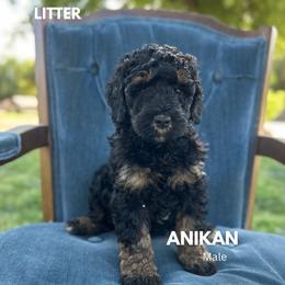 Anikan - Phantom male Bernedoodle puppy in Thatcher, New Mexico from Brush Fire Doodles