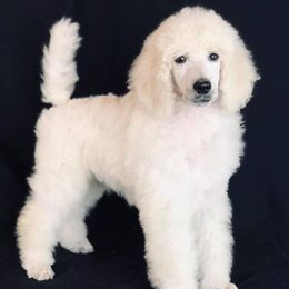 Poodle Puppies from Kissme Standard Poodles
