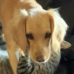 Carrot - English Cocker Spaniel
