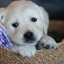 Boba-Purple - Golden Retriever puppy from Dandelion Meadows Farm