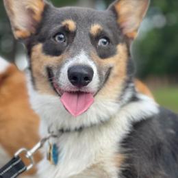 Miniature Australian Shepherds and Pembroke Welsh Corgis from H2 Puppies