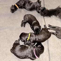 Milli - Black female Giant Schnauzer puppy in Noblesville, Indiana from Stratton House Kennels