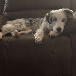 Walter “Wally” - Australian Shepherd