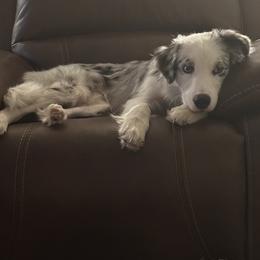 Walter “Wally” - Australian Shepherd