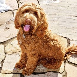 Ollie - Australian Labradoodle