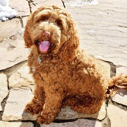 Ollie - Australian Labradoodle
