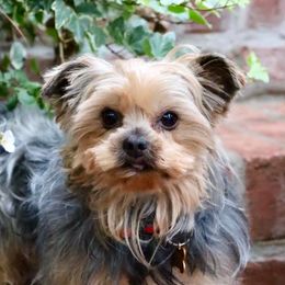 Bill - Maltese