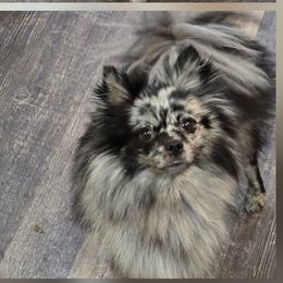 Dru - Pomeranian