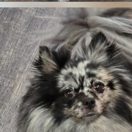Dru - Pomeranian
