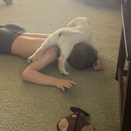 Dilute Retriever and Labrador Retriever Puppies from CKB Labradors