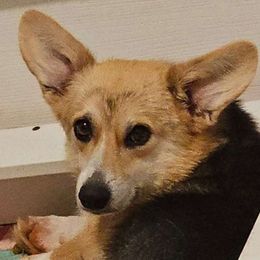 Tempy - Pembroke Welsh Corgi