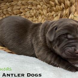 Lucas - Chocolate male Labrador Retriever puppy in Grants Pass, Oregon from KnR Antler Dogs