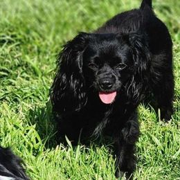 Raven - Cavalier King Charles Spaniel