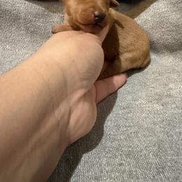 Baby girl - Red female Miniature Pinscher puppy in Albuquerque, New Mexico from Legacy Danes