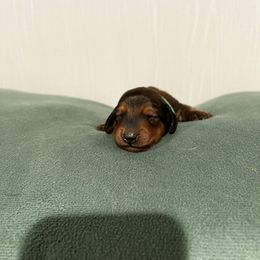 Dachshund Puppies from Hayden’s darling doxies
