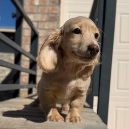 Cream Male - Cream male Dachshund puppy in Horizon City, Texas from Willipaws