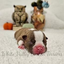 Selene - Red female Boston Terrier puppy in Mulberry, Arkansas from White Valley Boston Terriers