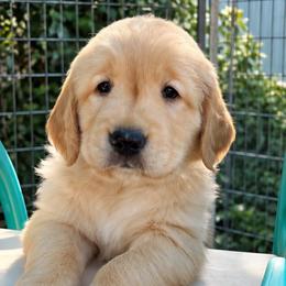 Scarlet - Golden female Golden Retriever puppy in Fresno, California from Warwick’s Central California Goldens