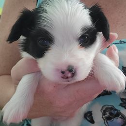 Girl 1 - Papillon puppy in Jacksonville, Florida from Luvbugs Papillons