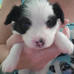 Girl 1 - Papillon puppy in Jacksonville, Florida from Luvbugs Papillons