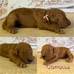 Corolla - Red  female Poodle puppy in Swansboro, North Carolina from Monarch Standard Poodles