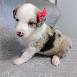 Swiss - Red merle female Australian Shepherd puppy in Pamplin, Virginia from Hope & Joy Acres