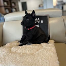 Dutch Shepherd Puppies from TecK9s