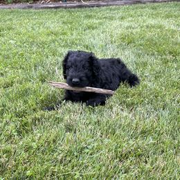Black Russian Terrier Puppies from Amethyst Black Russian Terriers
