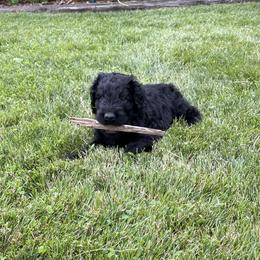 Black Russian Terrier Puppies from Amethyst Black Russian Terriers