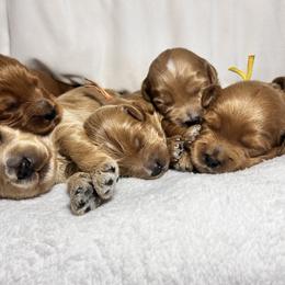Goldendoodle puppies from Josie’s Doodles