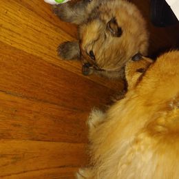 Pomeranian and Pomsky Puppies from Stonehill Breeders