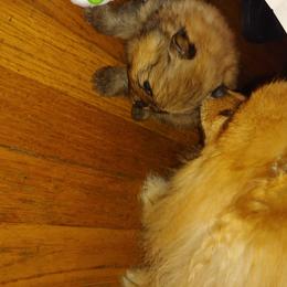 Pomeranian and Pomsky Puppies from Stonehill Breeders