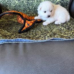 Loki - White male American Eskimo Dog puppy in Redlands, California from Arctic Storm Kennels