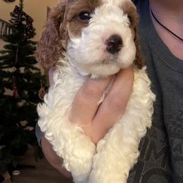 Bernedoodle, Cavapoo, and Poodle Puppies from Liberty Farms Puppies