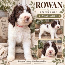 Rowan - Parti male Goldendoodle puppy in Macclenny, Florida from Baker County Goldendoodles