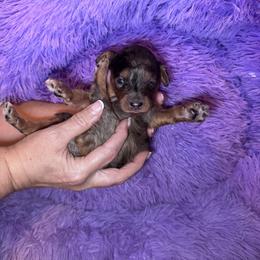 Diamond - Merle female Goldendoodle puppy in Austin, Texas from Doodles of Central Texas