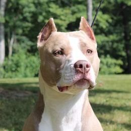 Inza - American Pit Bull Terrier