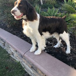 Rosie - English Springer Spaniel