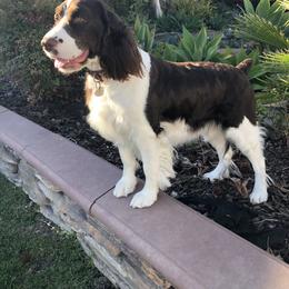 Rosie - English Springer Spaniel