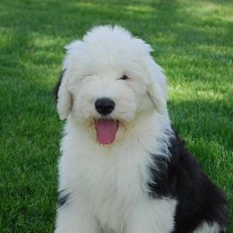 Old English Sheepdogs from Phoenix Old English Sheepdogs