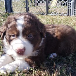 Miniature Australian Shepherds from Brown Family Aussies