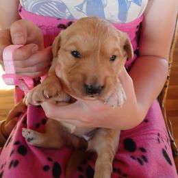 Pink - Golden female Golden Retriever puppy in Lanesboro, Minnesota from Eagle Ridge Golden Retrievers