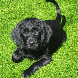 Aspen - Black female Australian Labradoodle puppy in Concord, California from Golden State Good Dogs
