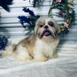 Toby - Lilac male Shih Tzu puppy in Elgin, South Carolina from Silver Bells Paw Prints