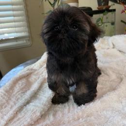 Lindor - Sable female Shih Tzu puppy in Fresno, California from Jas’ ClassnSass