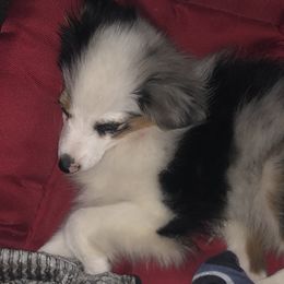 Miniature Australian Shepherds from Black Mamba