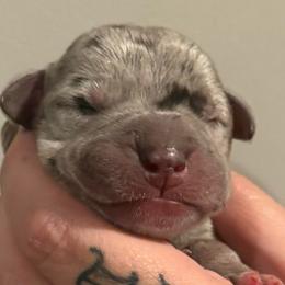 Camden - Merle male Great Dane puppy in Hutchinson, Kansas from Dappled Danes