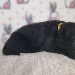 Shuri - Black German Shepherd puppy in Warner Robins, Georgia from MaeBella Shepherd Kennels