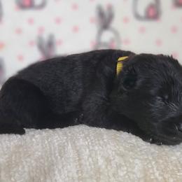 Shuri - Black German Shepherd puppy in Warner Robins, Georgia from MaeBella Shepherd Kennels